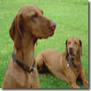 STELLA E CIOKY